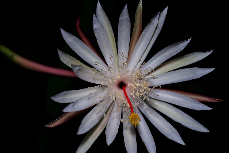 Moonlit Gardens